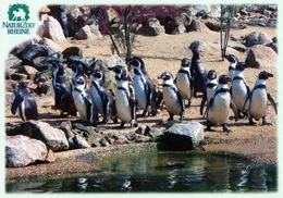 NaturZoo Rheine, Germany - Penguin - Rheine