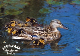 Vogelpark Metelener Heide (Bird Park), Germany - Duck - Steinfurt