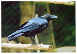 Tierfreigelande Bayerischer Wald Neuschonau (zoo), Germany - Raven - Freyung