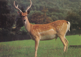 Opel ZOO Taunus, Germany - Mesopotamian Fallow Deer - Kronberg