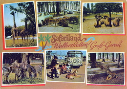 Safariland Gross Gerau, Germany - Giraffe, Lion, Tiger, Camel, Zebra - Gross-Gerau