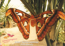 Schmetterlingshaus Jonsdorf (Butterfly House), Germany - Butterfly - Zittau