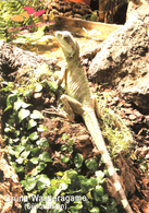 Schmetterlingshaus Jonsdorf (Butterfly House), Germany - Lizard - Zittau