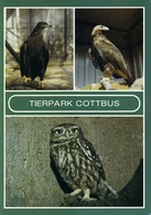 Tierpark Cottbus, Germany - Eagle, Owl - Cottbus