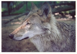 ZOO Eberswalde, Germany - Wolf - Eberswalde