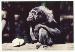 ZOO Eberswalde, Germany - Gibbon - Eberswalde