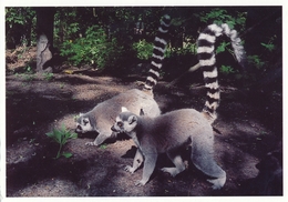 ZOO Eberswalde, Germany - Lemur - Eberswalde