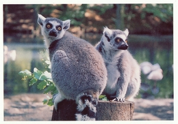 ZOO Eberswalde, Germany - Lemur - Eberswalde