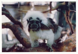 ZOO Eberswalde, Germany - Tamarin - Eberswalde