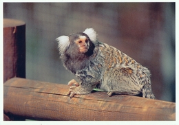 ZOO Eberswalde, Germany - Marmoset - Eberswalde