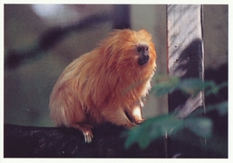 ZOO Eberswalde, Germany - Golden Lion Tamarin - Eberswalde