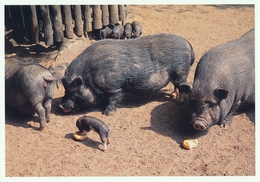 ZOO Eberswalde, Germany - Pig - Eberswalde