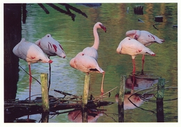 ZOO Eberswalde, Germany - Flamingo - Eberswalde