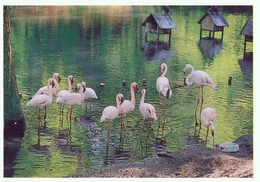 ZOO Eberswalde, Germany - Flamingo - Eberswalde