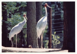 ZOO Eberswalde, Germany - Crane - Eberswalde