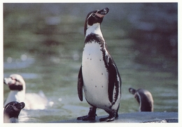 ZOO Eberswalde, Germany - Penguin - Eberswalde