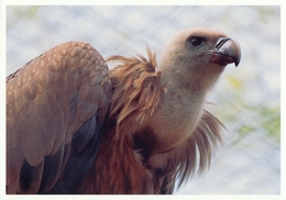 ZOO Eberswalde, Germany - Vulture - Eberswalde