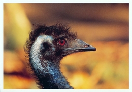 ZOO Eberswalde, Germany - Emu - Eberswalde