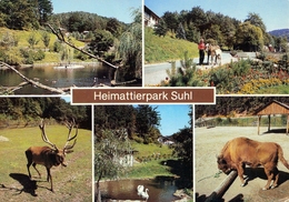 Tierpark Suhl, Germany - Deer, Swan, Wisent, Horse - Suhl