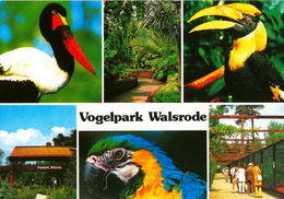 Vogelpark Walsrode (Bird Park), Germany - Entrance, Stork, Hornbill, Macaw, Aviaries, Plant - Walsrode