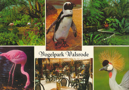 Vogelpark Walsrode (Bird Park), Germany - Flamingo, Penguin, Crane, Restaurant, Plants - Walsrode