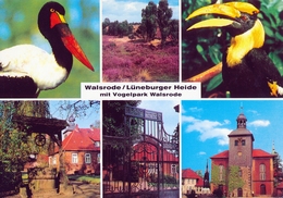 Vogelpark Walsrode (Bird Park), Germany - Stork, Hornbill, Buildings - Walsrode