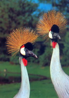 Vogelpark Walsrode (Bird Park), Germany - Crane - Walsrode