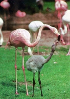 Vogelpark Walsrode (Bird Park), Germany - Flamingo - Walsrode