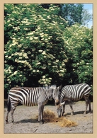 ZOO Aschersleben, Germany - Zebra - Aschersleben