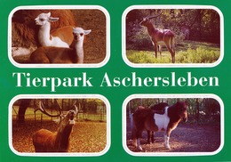 ZOO Aschersleben, Germany - Lama, Antelope, Deer, Pony - Aschersleben