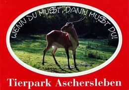 ZOO Aschersleben, Germany - Antelope - Aschersleben