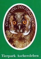 ZOO Aschersleben, Germany - Owl - Aschersleben