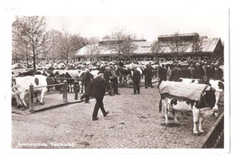 Leeuwarden (Pays Bas)  Marché Aux Bestiaux  , Veemarkt - Leeuwarden