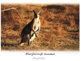(340)  Australia - Kangaroo - Outback