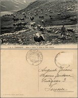 1584 CARTOLINE - REGIONALISMO-VALLE D'AOSTA - Courmayeur (AO), Mucche Al Pascolo Viaggiata 1911 - Other & Unclassified