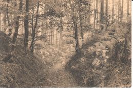 Bruxelles - CPA - Brussel - Sentier Des Fougères - Foreste, Parchi, Giardini