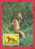 234274 / ANIMAL - True Foxes Vulpes ,  Bulgaria Maximum Card (CM) Maximumkarten (MC) - Covers & Documents