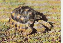 71528- CHACO TORTOISE, TURTLE, REPTILES - Schildkröten