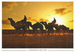 DUBAI. Camels At Sunset UAE.  Carte Postale Neuve Non Circulée - United Arab Emirates