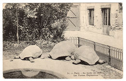 PARIS (75) - Au Jardin Des Plantes - Les Tortues Eléphantines - Tortugas