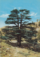 ASIE,ASIA,LIBAN,LEBANON,terrain Agricole,arbre,cedre,cedar,photo Jack Dadian Beirut - Lebanon