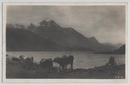 Am Silvaplanersee - Blick Auf Sils Und Piz Margna - Kuhherde Vaches - Photo: Engadin Press - Sils Im Engadin/Segl