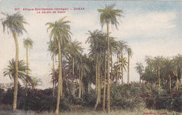 AOF,AFRIQUE,Sénégal,colonie,DAKAR,NDAKAROU,prés Mauritanie,mali,guinée,gambie,1916,JARDIN DE HANN,plantation,arbre - Sénégal