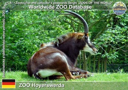 040 ZOO Hoyerswerda, DE - South African Sable Antelope (Hippotragus Niger Niger) - Hoyerswerda