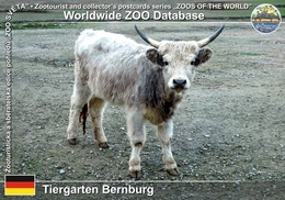 060 Tiergarten Bernburg, DE - Hungarian Grey Cattle (Bos Primigenius Taurus "Hungarian Gray Cattle") - Bernburg (Saale)
