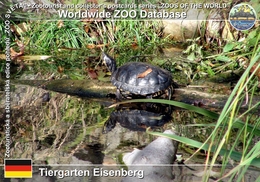 076 Tiergarten Eisenberg, DE - Eastern River Cooter (Pseudemys Concinna Concinna) - Eisenberg