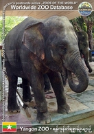 115 Yangon ZOO, MM - Asian Elephant (Elephas Maximus) - Myanmar (Birma)