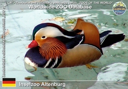 119 Inselzoo Altenburg, DE - Mandarin Duck (Aix Galericulata) - Altenburg