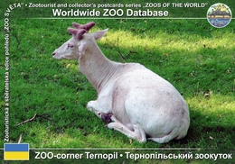 131 ZOO-corner Ternopil, UA - White European Fallow Deer (Dama Dama) - Oekraïne