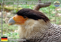 171 Tierpark Zittau, DE - Crested Caracara (Caracara Plancus) - Zittau